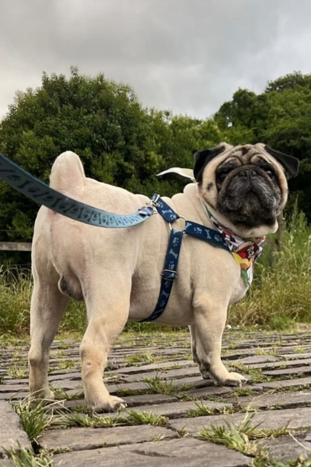 Foto do Mascote